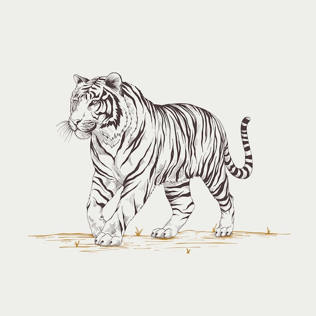 Vektor handgezeichnete tiger-umrissillustration