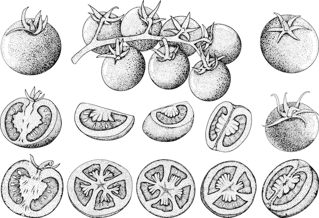 Handgezeichnete tomaten set skizzen mit geschnittener tomatenscheibe vektorillustration