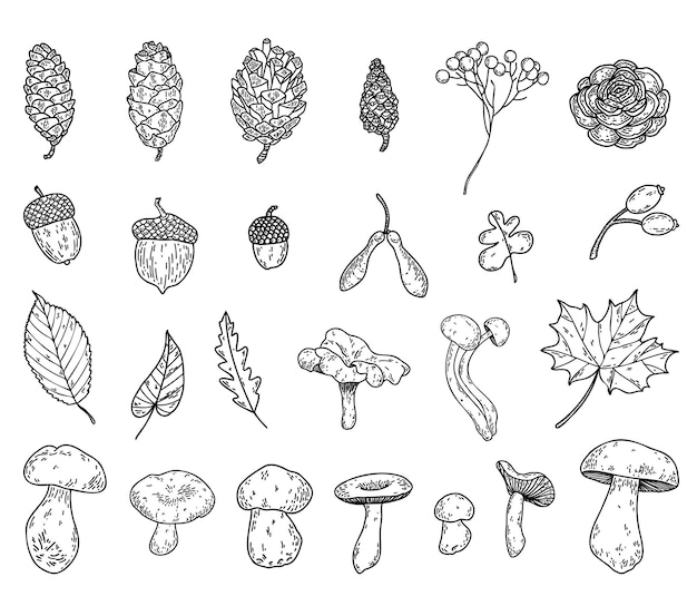 Handgezeichnete Vektorlinien-Cliparts von Pilzen, Eicheln, Kegeln, Blättern, Herbst-Set, Waldschätze