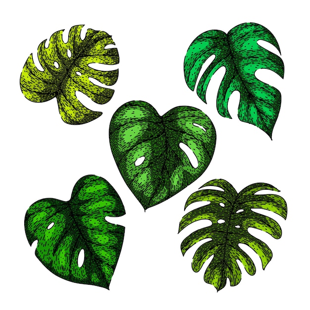 Handgezeichnete vektorskizze des monstera-blatt-sets