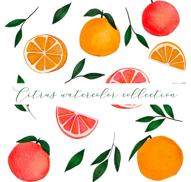 handgezeichnete Zitrusfruchtkollektion mit Orange, Grapefruit und Blättern