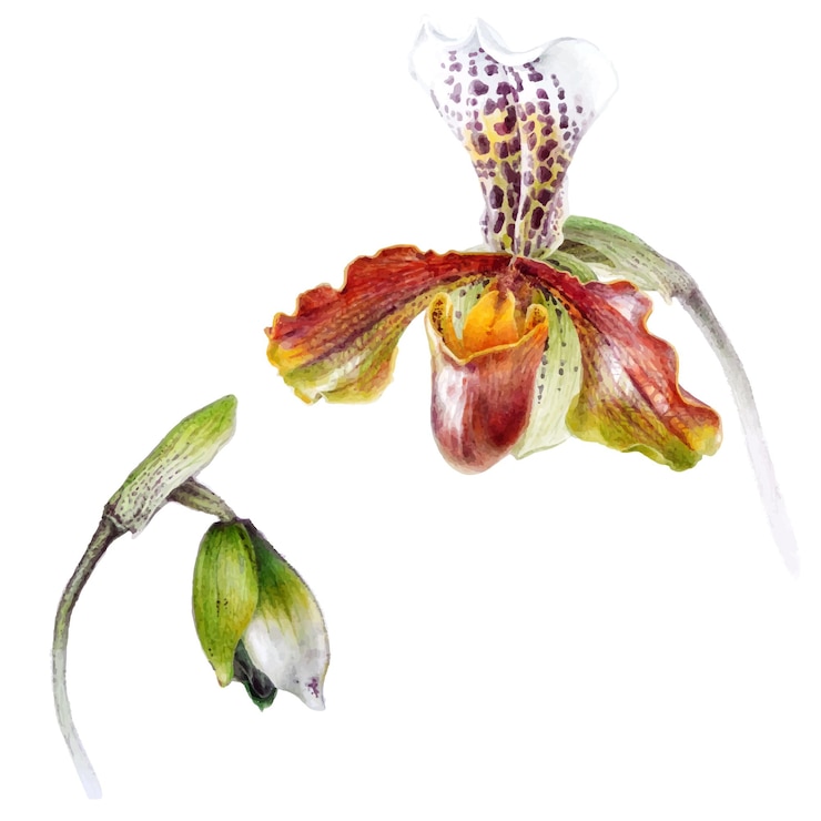 Vektor handgezeichneter aquarellvektor der orchidee paphiopedilum-blume