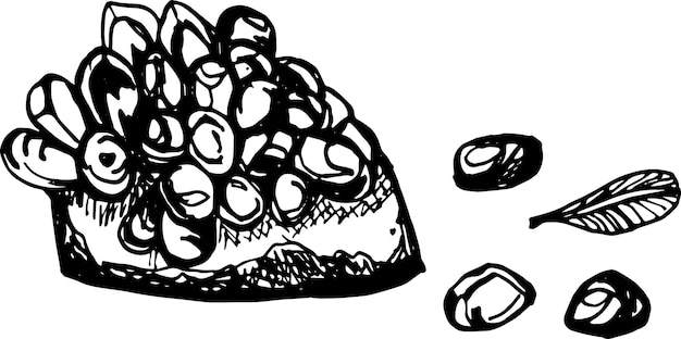 Handgezeichneter Granatapfel