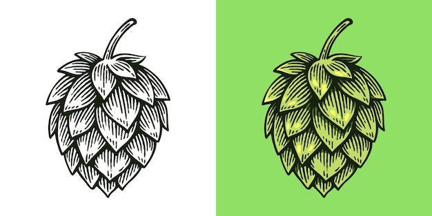 Handgezeichneter Hopfen Humulus Lupulus Linienkunst Gravurstil Vektorillustration