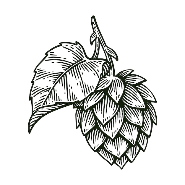 Handgezeichneter Hopfen Humulus Lupulus Linienkunst Gravurstil Vektorillustration