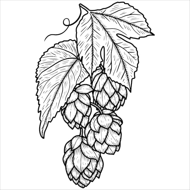 Handgezeichneter Hopfenzweig Vektor-Illustration