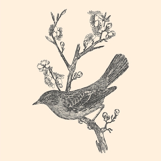 Vektor handgezeichneter kleiner vogel auf botanischer illustrationskarte des baumes strichzeichnungen von kleinen vögeln in schwarz isoliert auf dem hintergrund