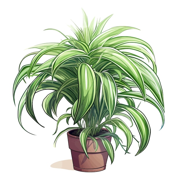 Vektor handgezeichneter spinnenpflanze chlorophytum comosum zeichentrickfilm-vektor-illustration clipart weißer hintergrund