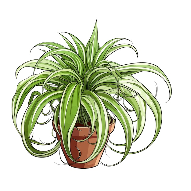 Vektor handgezeichneter spinnenpflanze chlorophytum comosum zeichentrickfilm-vektor-illustration clipart weißer hintergrund