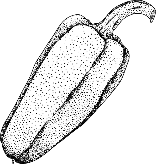 Handgezeichneter vektorgravurbildung verschiedener pfefferarten bell-süßpfeffer paprika