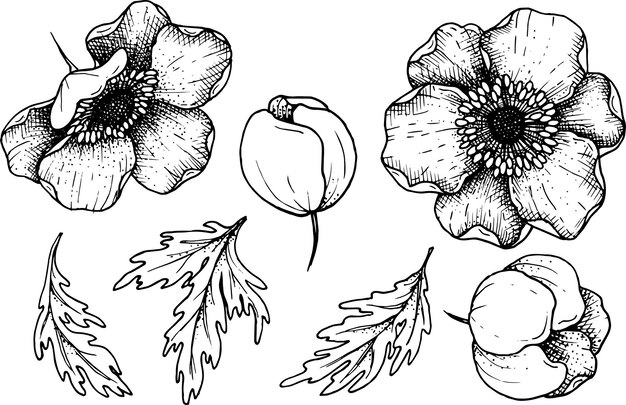 Vektor handgezeichnetes anemonen-blumen-set