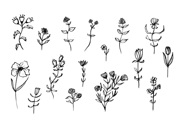 Handgezeichnetes Blumen-Droodle Blumenzweig und Blätter Elegante Wildblumen-Zeichnung für den Druck