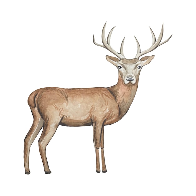 Handgezeichnetes Hirschillustrationsaquarell