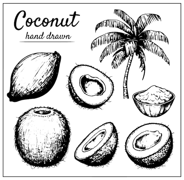 Handgezeichnetes Set aus Kokosnuss