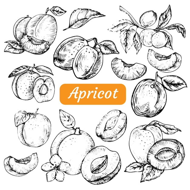 Vektor handgezeichnetes set mit aprikose im skizzenstil
