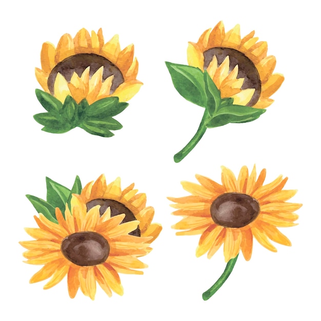 Handgezeichnetes sonnenblumen-aquarell auf weißer vektorillustration