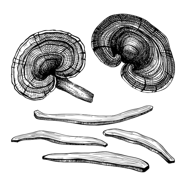 Vektor handskizzierte illustrationen von reishi-pilzen.