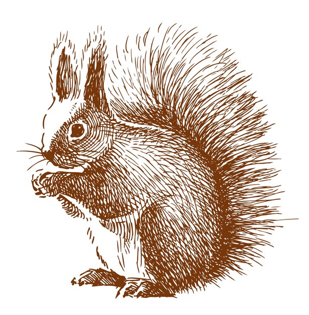 Vektor handzeichnung einer vektorillustration eines roten, flauschigen, lustigen waldhörnchens, das auf weiß isoliert ist