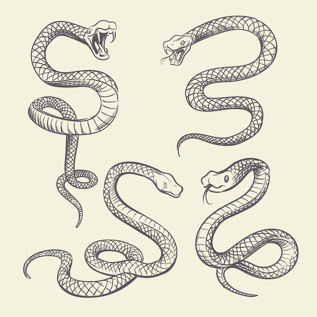 Handzeichnung Schlangensatz. Tätowierungs-Vektordesign der wild lebenden Tiere Schlangen lokalisiert