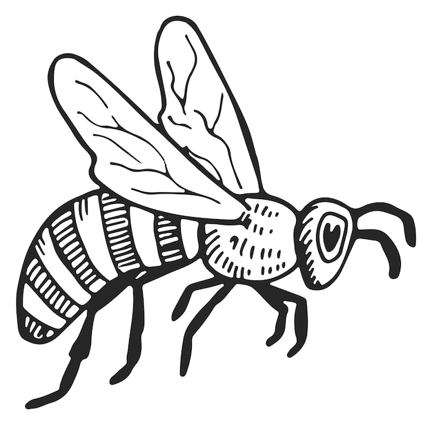 Handzeichnung von Bienen, Honig-Insekten-Tinte-Skizze