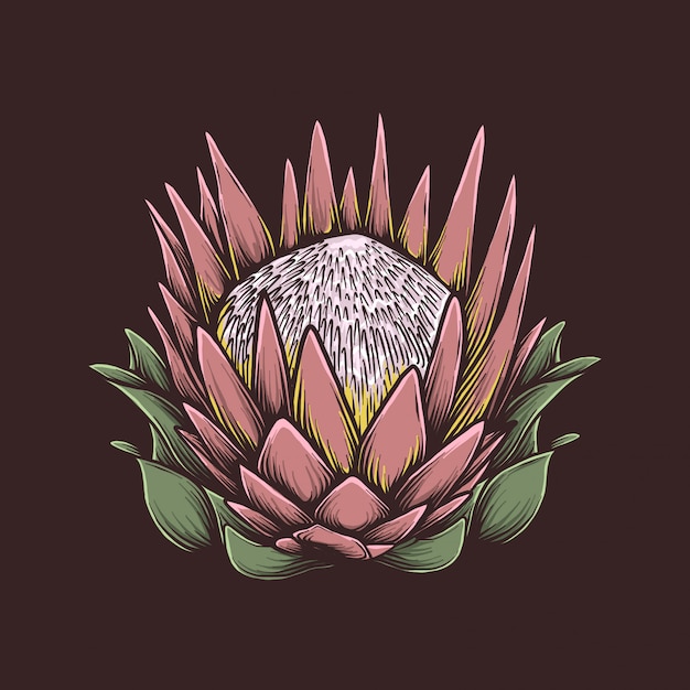 Handzeichnungsweinlese protea-blumenvektorillustration