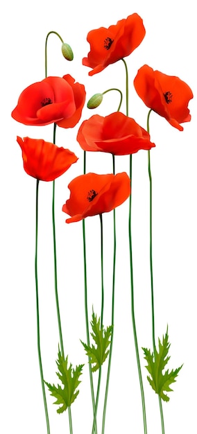 Haufen Mohn. Blumenhintergrund. Vektor.