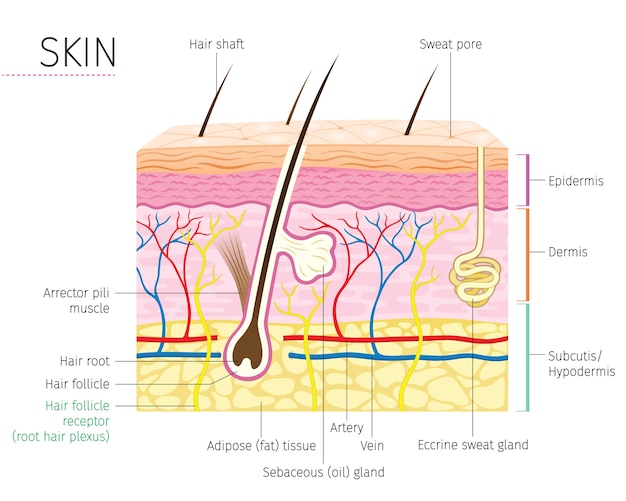 Vektor haut- und haaranatomiediagramm