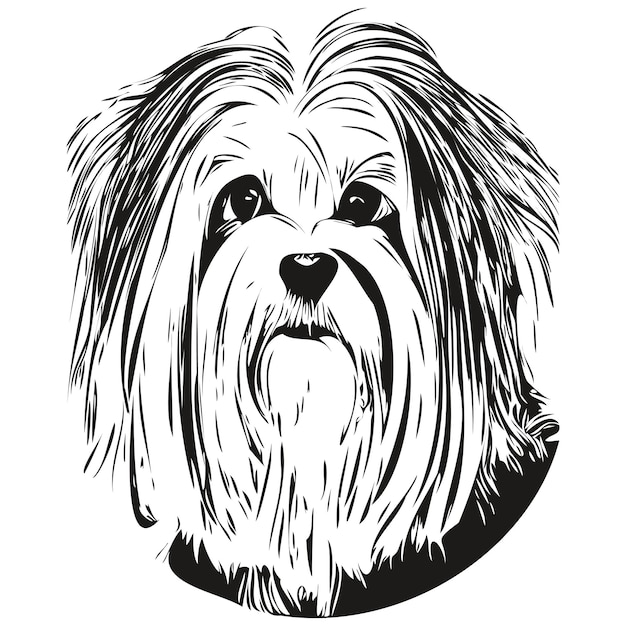 Havaneser hund handgezeichnete illustration schwarz-weiß vektor haustiere logo strichzeichnungen