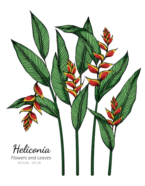 Heliconia blumen- und blattzeichnungsillustration mit strichzeichnungen auf weiß.