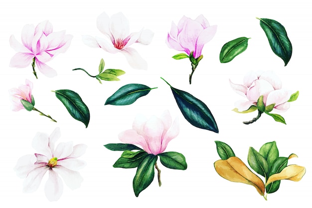 Hellrosa magnolienblüten und -blätter, aquarellsammlung