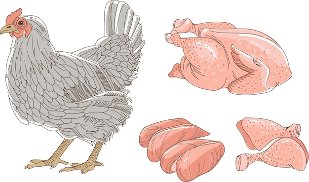 Henne Huhn Skizze Frisches rohes Huhn und Hühnerteile isoliert auf weißem Hintergrund Brustfiletbeine
