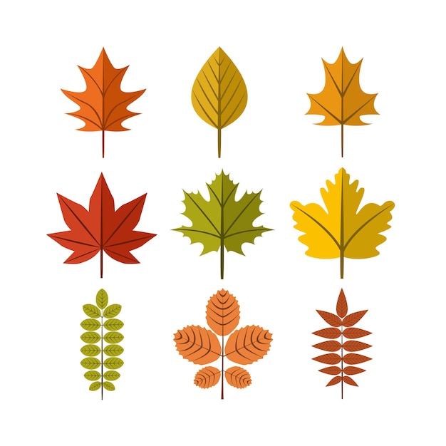 Vektor herbst-blatt-illustrations-symbol-grafikdesign-schablonen-satz