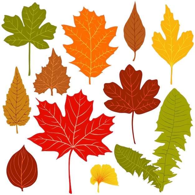 Herbstblätter auf weiß