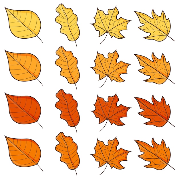 Herbstblattsatz isoliert