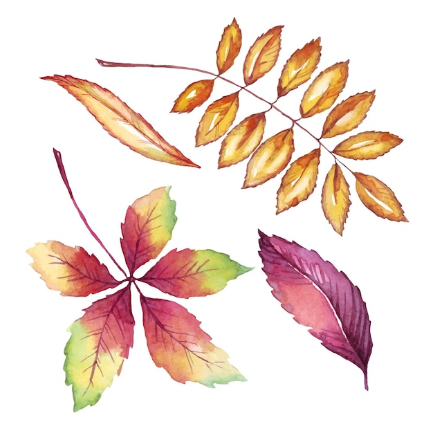 Herbstlaub aquarell clipart