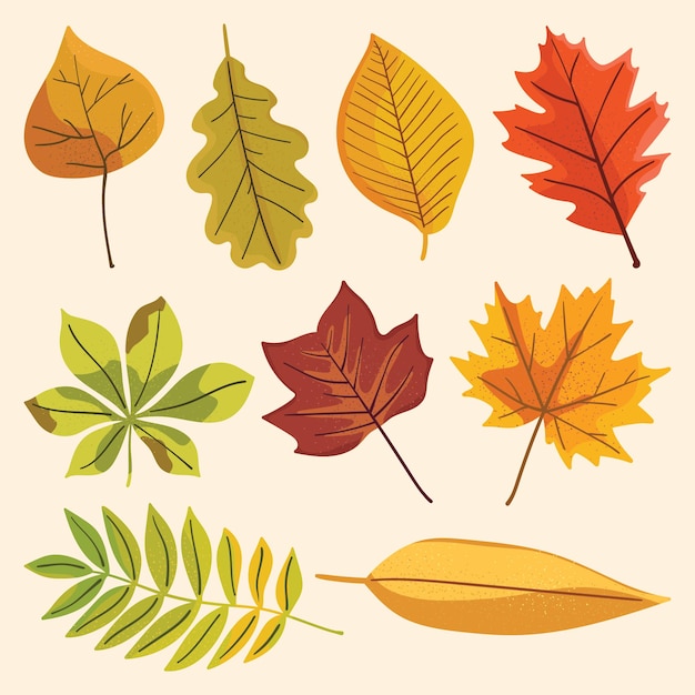 Herbstlaub Vektor-Illustration Sammlung