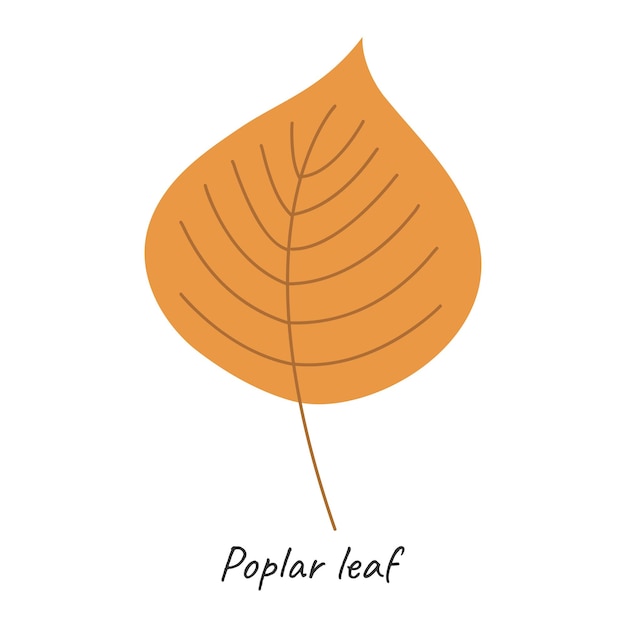 Herbstliche pappelblatt-vektorillustration