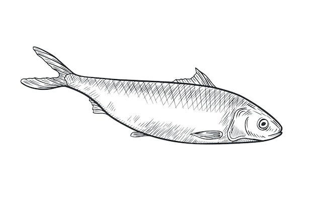 Hering monochrome schwarz-weiße Vektorillustration Atlantikfisch Schatten lineare Skizze handgezeichnet Sardine Schmelz Seefisch bemalte Tinte Gravur Zeichnung Design-Element für Paketetikett Schildtafel