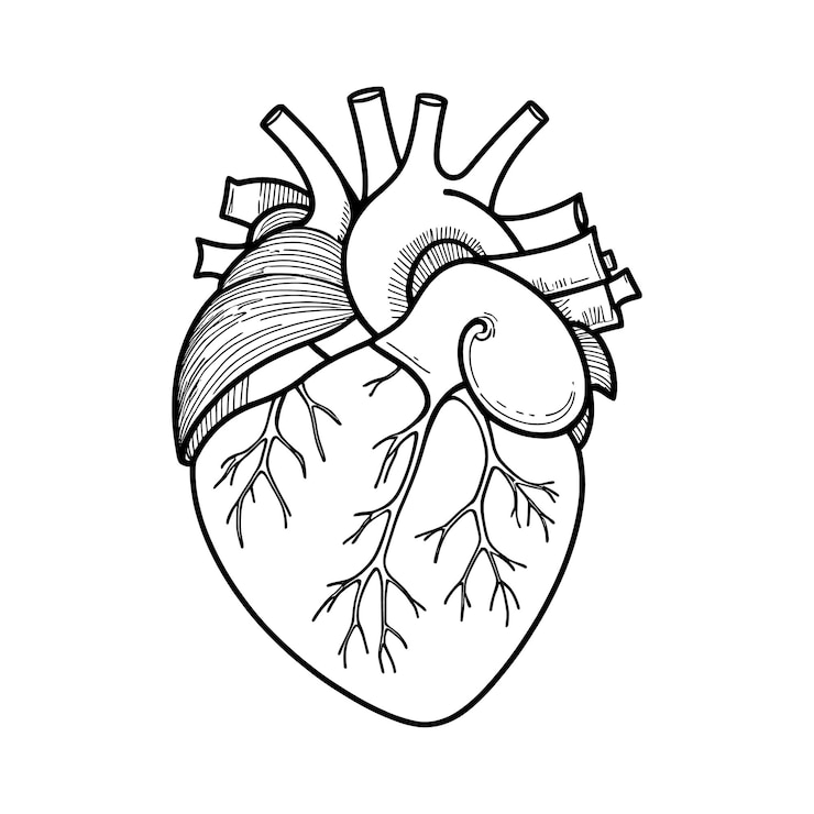 Vektor herzkontur, handzeichnung, malseite, vektordesign und illustration