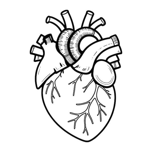 Herzkontur, Handzeichnung, Malseite, Vektordesign und Illustration