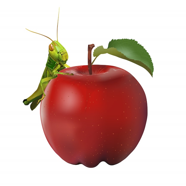 Heuschrecke, die den Apfel lokalisiert auf weißem Hintergrund isst