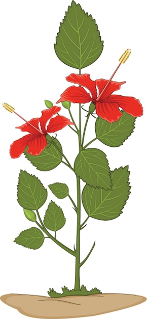 Hibiskus-pflanze-vektor-illustration