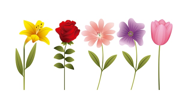 Hibiskus-Rosen-Gänseblümchen-Tulpe blüht Dekorationsfahne