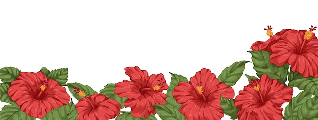 Hibiskusblüten, botanische grenze. blühender blumenhintergrund im vintage-stil gezeichnet. blühende hawaii-pflanzen mit blättern, dekorativer rand, gartenbanner. realistische retro-farbige vektorillustration.