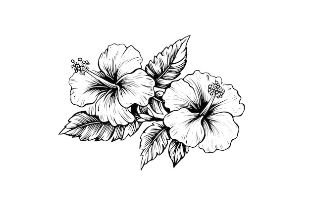 Vektor hibiskusblüten in einer vintage-holzschnitt-radierung im stil einer vektorillustration