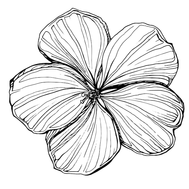 Vektor hibiskusblütenknospe. handgezeichnete schwarz-weiß-grafiken, übersetzt in vektorbotanische illustration