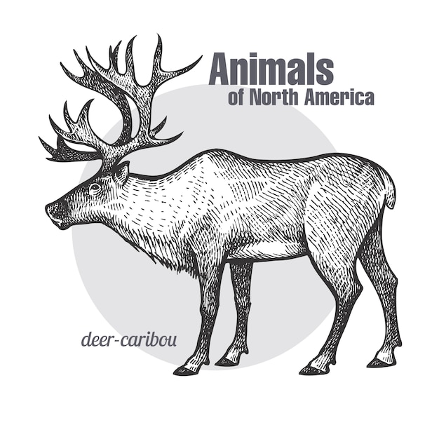 Hirschkaribus. Tiere der Nordamerika-Serie.