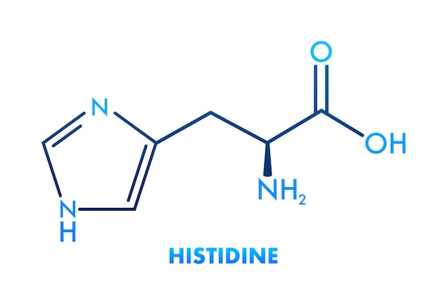 Vektor histidin lhistidin sein h-aminosäuremolekül vektorillustration