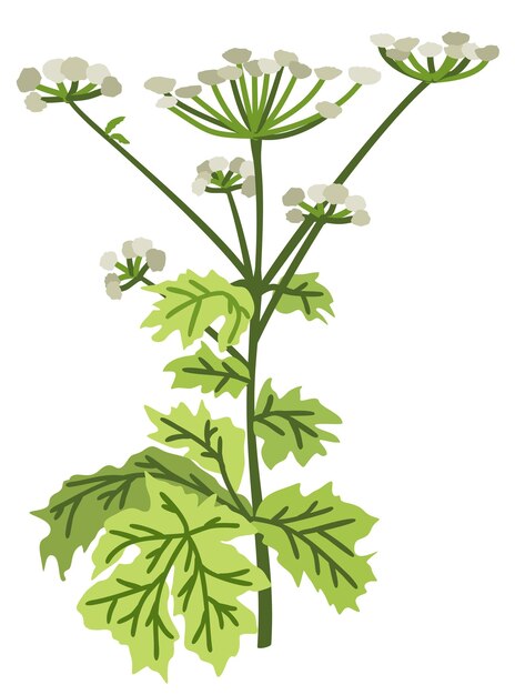 Vektor hogweed vector botanische isolierte illustration