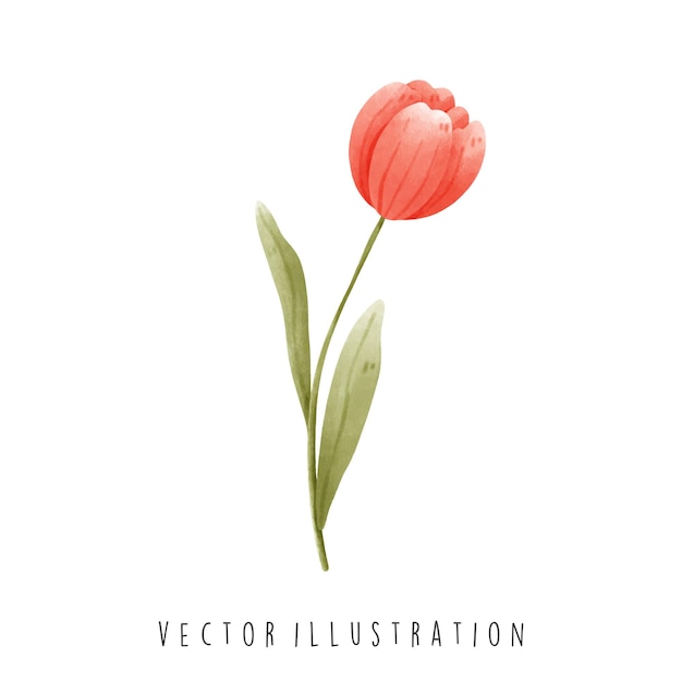 Holland-symbol tulpen im aquarell-stil vektorillustration